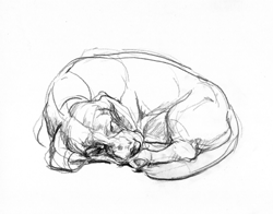 basset sleeping sketch