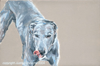 blue greyhound dog portrait