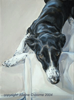 portrait of a collie cross - commission your own portrait!