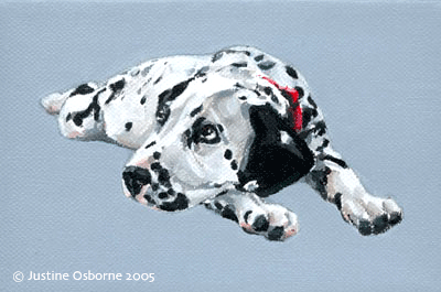 dalmation  dog portrait