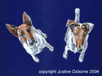 portait of fox terriers