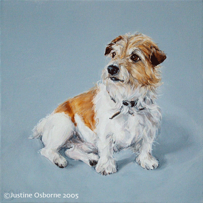 jack russell  dog portrait