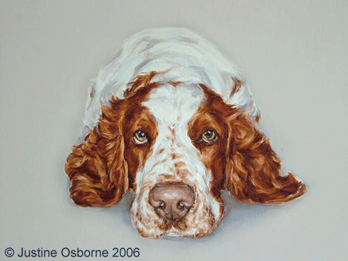 dog portrait painitng of a welsh springer spaniel