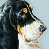 basset hound portrait