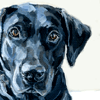 labrador portrait