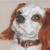 cavalier spaniel portrait