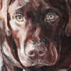 chocolate labrador portrait