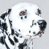 Dalmatian dog portrait