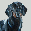 dachshund portrait