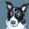 collie portrait