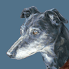 greyhound painting portrait