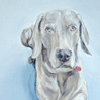 weimaraner portrait