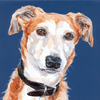 lurcher portrait