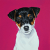 pink jack russell