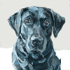 black lab portrait