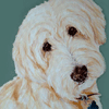 tibetan terrier painting