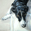 collie cross portrait