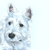 westie portrait