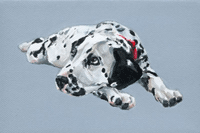 dalmatian portrait