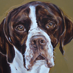 liver english pointer portrait