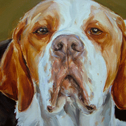 orange english pointer portrait