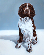 english springer portrait