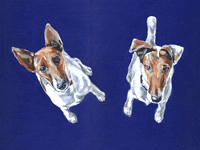 fox terriers picture