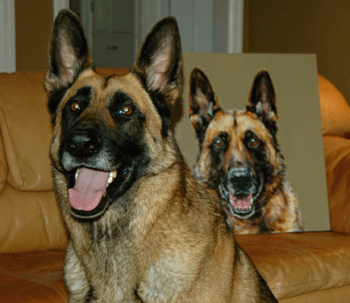 gsd with portrait