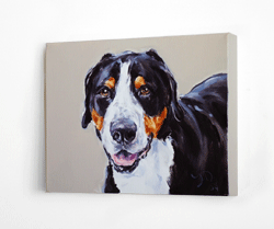 swiss mountain dog portrait