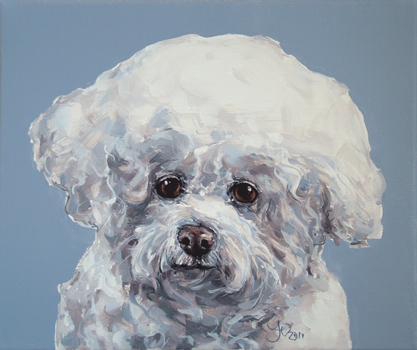 bichon frise portrait