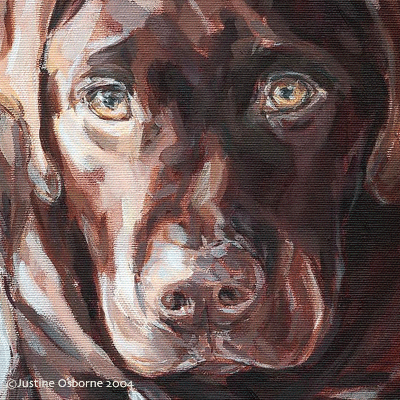 labrador puppy portrait