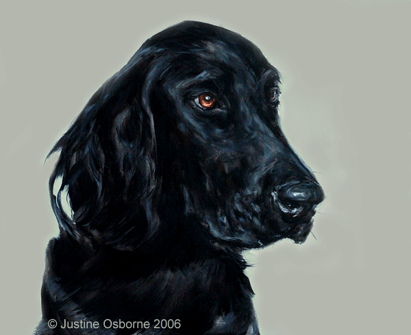 flat coat portrait