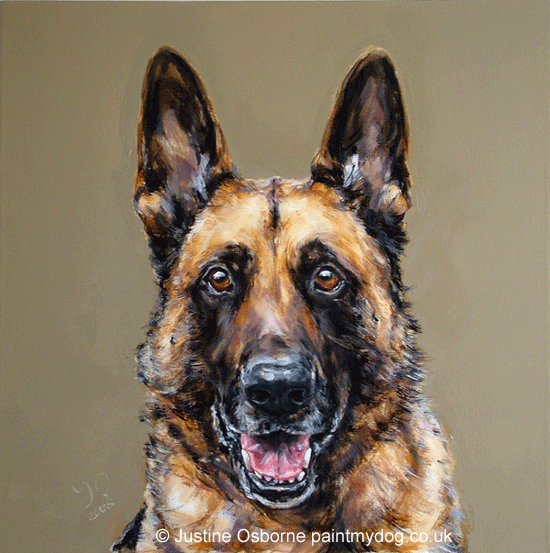 german shepherd dog portrait