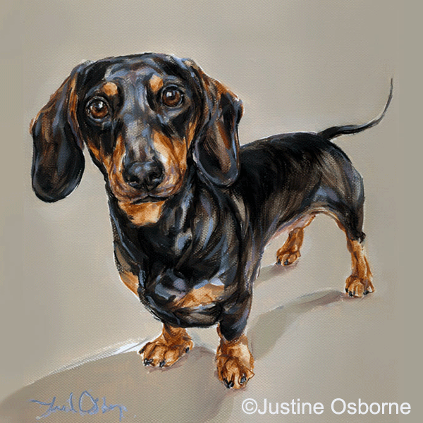 modern portrait dachshund dog