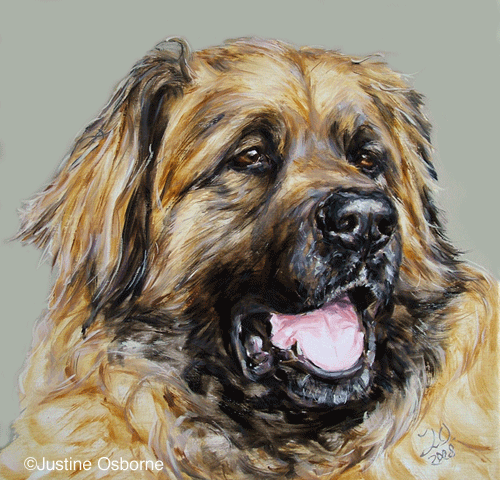 leonberger picture portrait