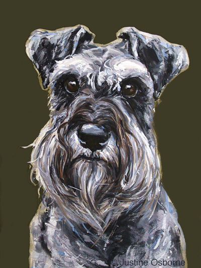 portrait of a mini schnauzer