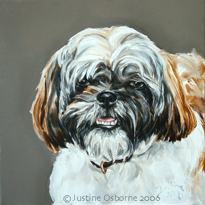 pet portraits shih tzu