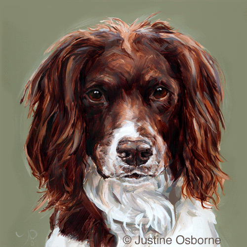 dog portrait of a springer spaniel