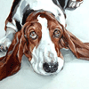 basset hound  portraits