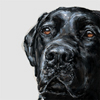 black labrador print