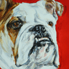 bulldog  portrait