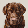 choc lab portrait