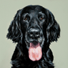 print flat coated retriever