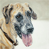 great dane portrait