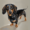 dachshund print