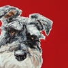 mini schnauzer print