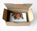 choc lab mini painting