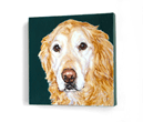 golden retriever portrait
