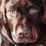 chocolate labrador portrait