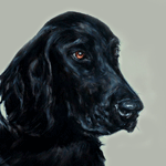 flat coated retriever portrait